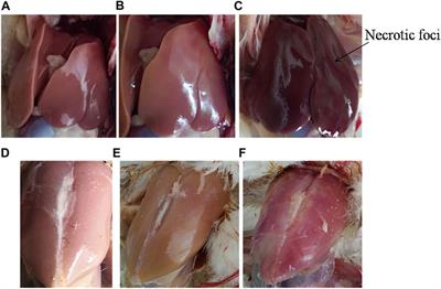 CRISPR/Cas9-Based Deletion of SpvB Gene From Salmonella gallinarum Leads to Loss of Virulence in Chicken